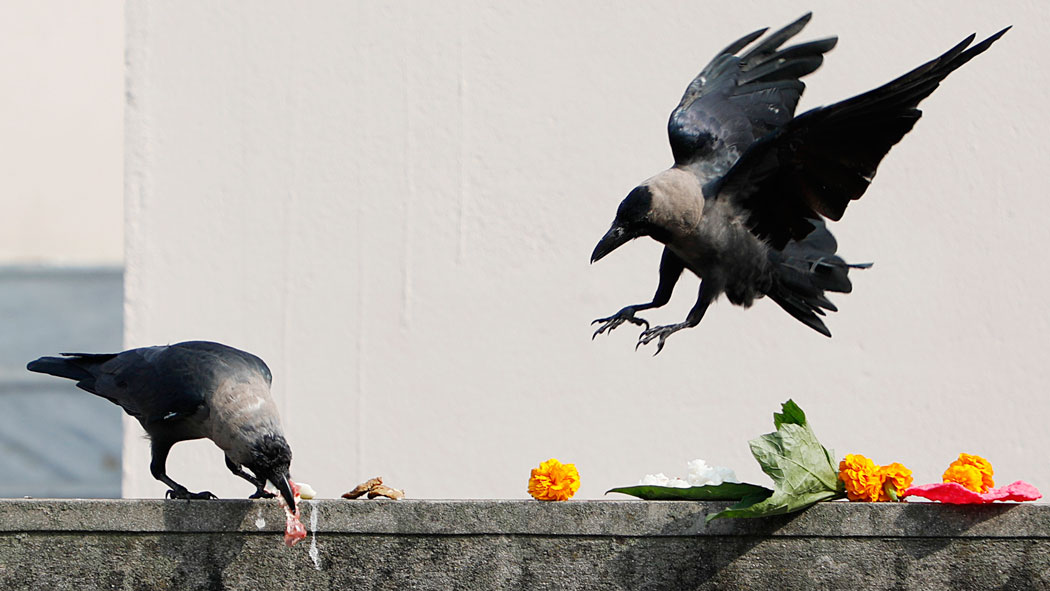 आज काग तिहार देशभर मनाइँदै