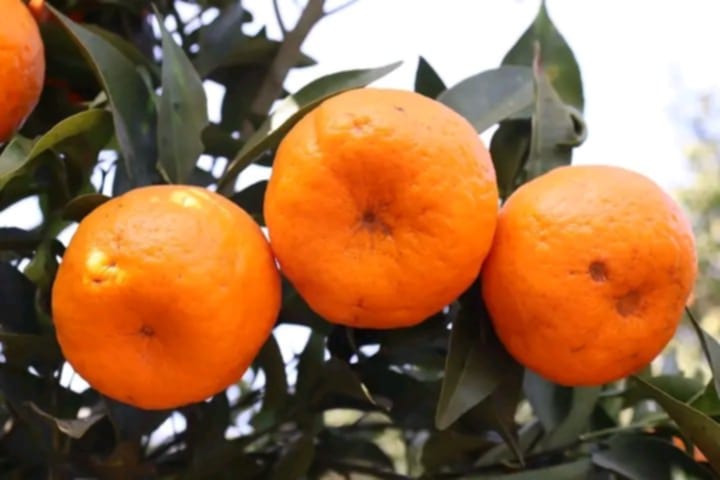 तीनकन्यामा तीनदिन जुनार प्रवर्धन मेला