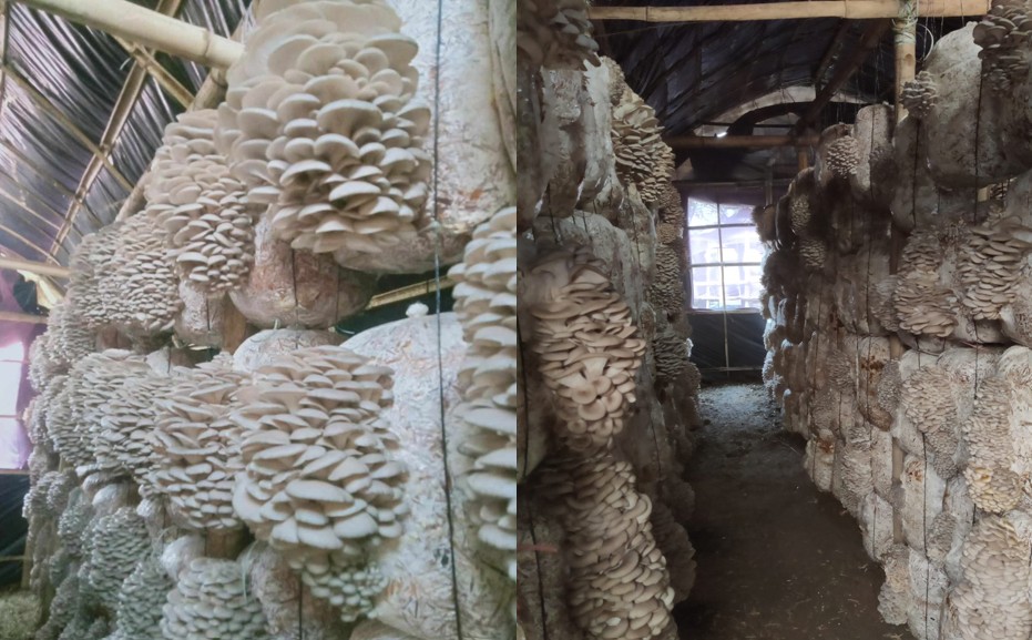 पुस १५ गते च्याउ दिवस, परिकार चखाएर मनाइँदै