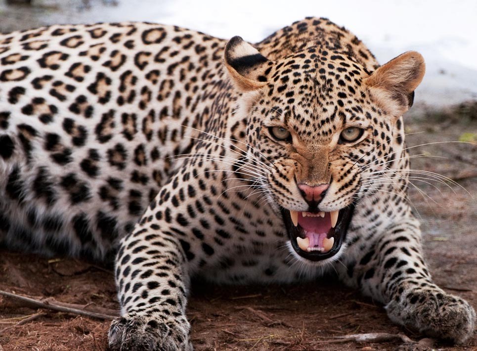 लेलेमा मान्छेमाथि चितुवाको आक्रमण