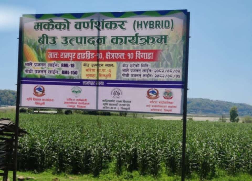 मरिणमा ‘रामपुर हाईब्रिड–१०’ जातको मकैको बिउ उत्पादन सुरु