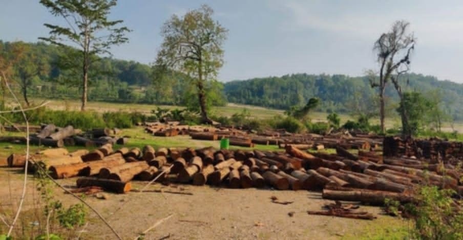 २ सय २६ सामुदायिक वनबाट ६ लाख बढी क्युफिट सखुवा काठ कटान