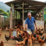 कृषिमा लगानी : आधुनिक प्रविधियुक्त खेतीतर्फ किसान, हरिहरपुरगढीको अभियान