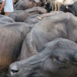 शनिबार लाग्ने हाटबजारमा बढ्दै राँगापाडाको कारोबार