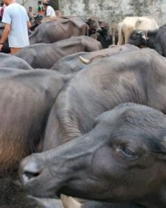 शनिबार लाग्ने हाटबजारमा बढ्दै राँगापाडाको कारोबार