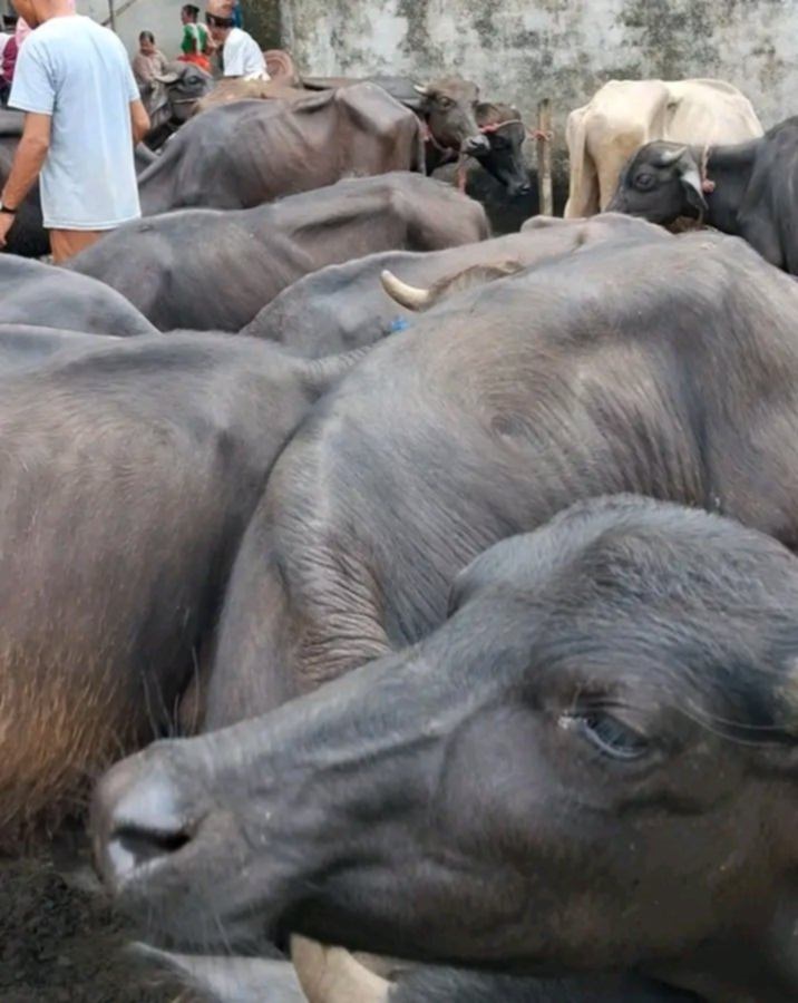 शनिबार लाग्ने हाटबजारमा बढ्दै राँगापाडाको कारोबार