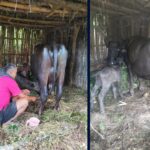 ११ घण्टाको प्रयासपछि डल्लीकाली भैंसीको सफल उपचार