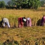 दशैँ सकिएसँगै धान काट्न व्यस्त सिन्धुलीका किसान, मौसमको चिन्ता