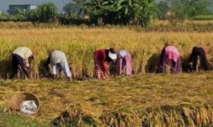 दशैँ सकिएसँगै धान काट्न व्यस्त सिन्धुलीका किसान, मौसमको चिन्ता